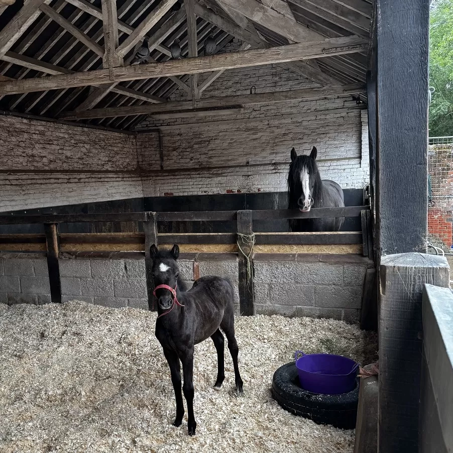 Ruby the foal and her foster mum