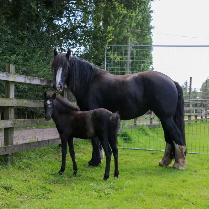 Ruby stands next to Cilla in the paddock 