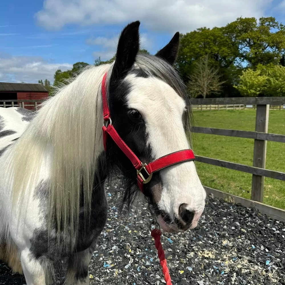 Horses head