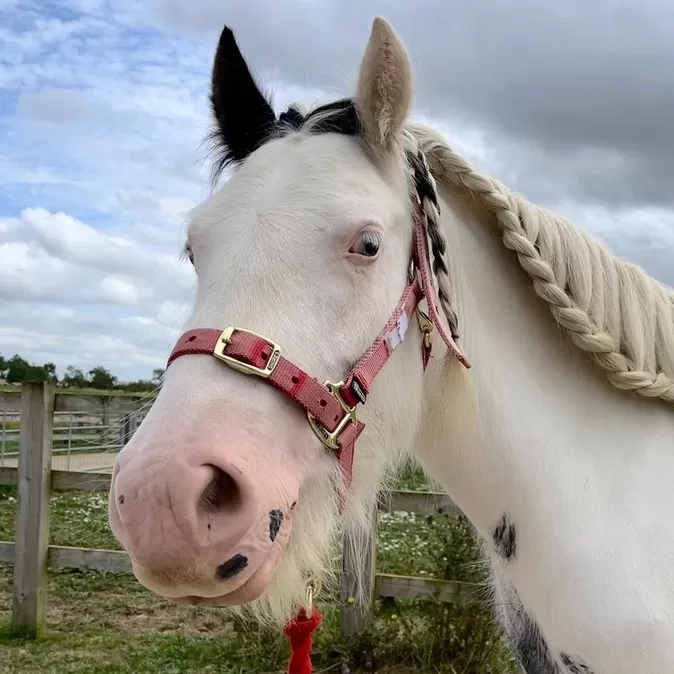 Pony head