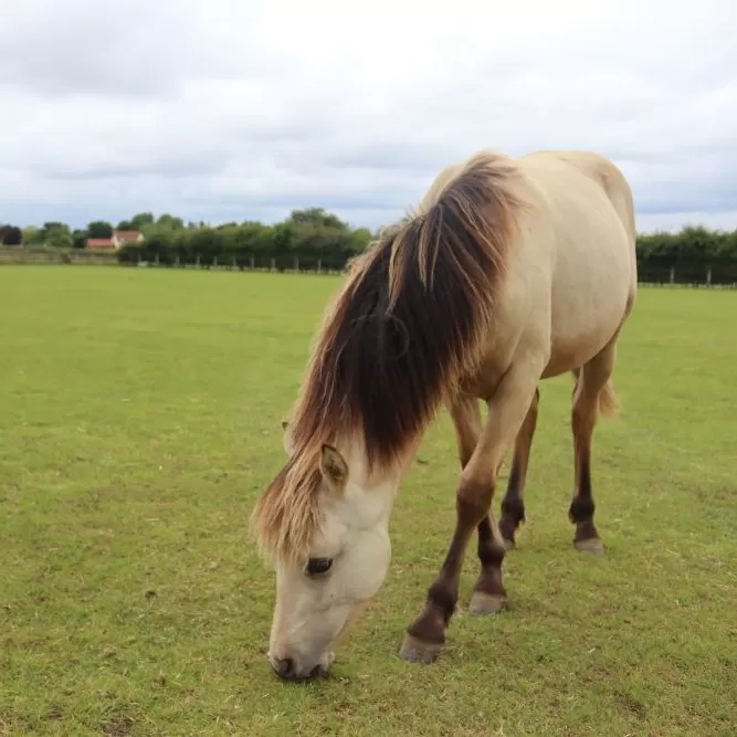 A young pony grazes in a large field of grass.