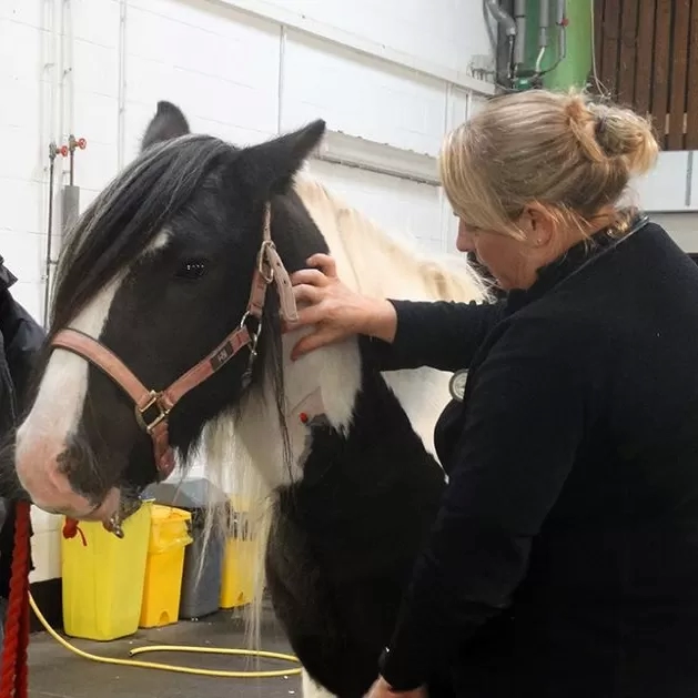 A black and white horse is examined in the Redwings Horse Hospital.