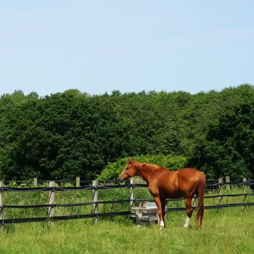 A chestnut horse looks out across her field.