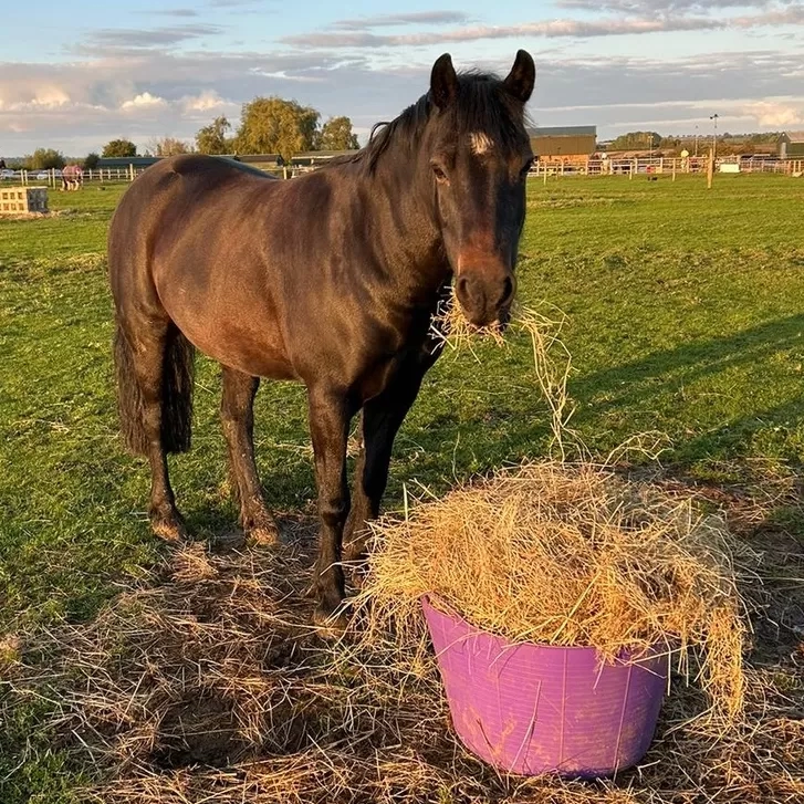 Pony eating hay