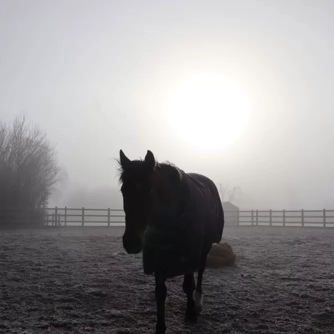 A horse walks across its field in the early morning frost and mist. He is silhouetted against the rising sun in the background.