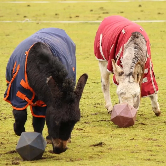 Two donkeys in their are playing with treat balls.