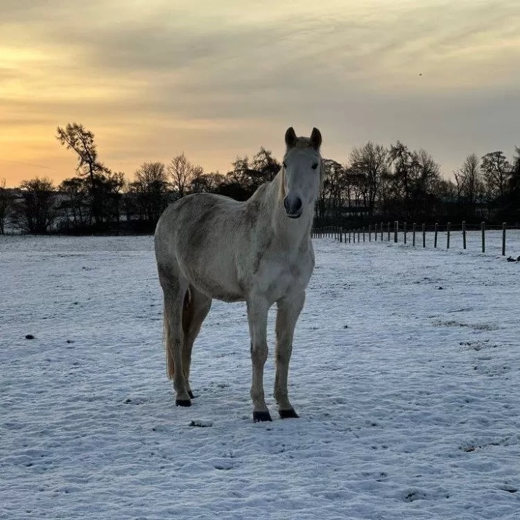 A horse stands in a snowy field with the sun going down behind them.