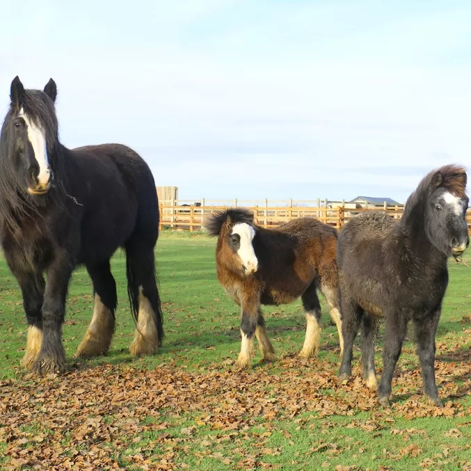 Two foals stand near their foster mum in a grass paddock.