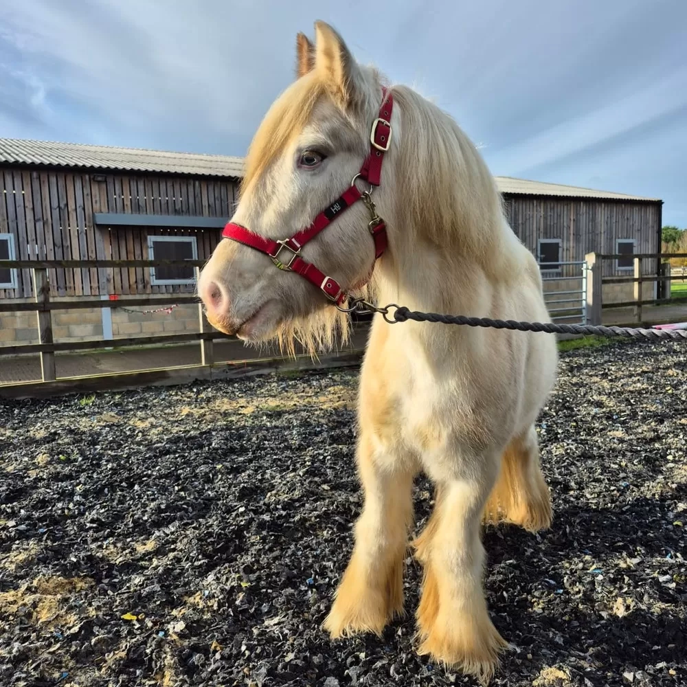 Front view of pony