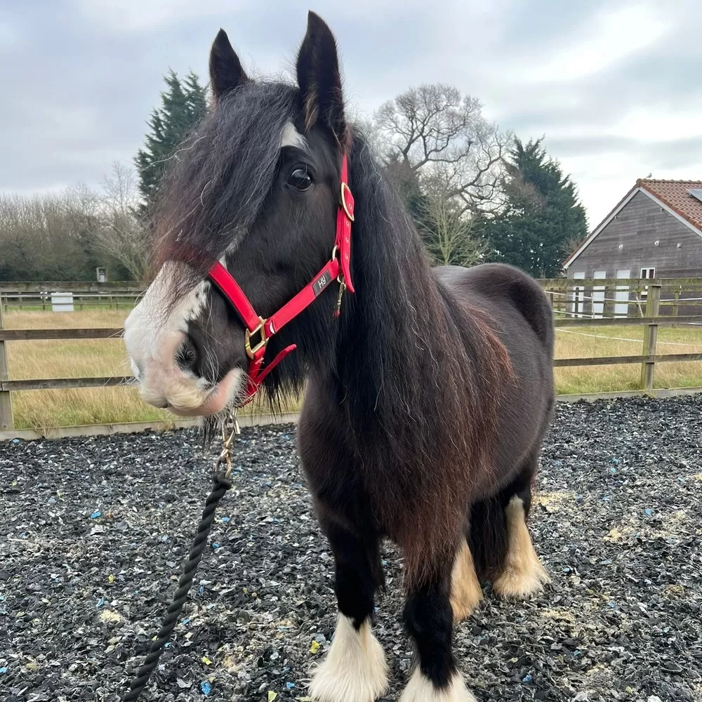 Black cob horse