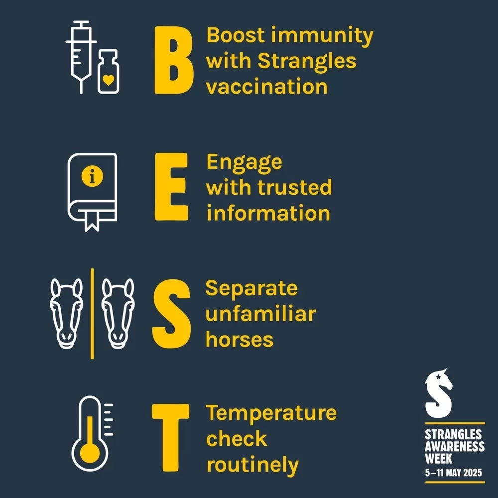 Graphic with BEST: Boost immunity, Engage with trusted information, Separate unfamiliar horses, Temperature check routinely