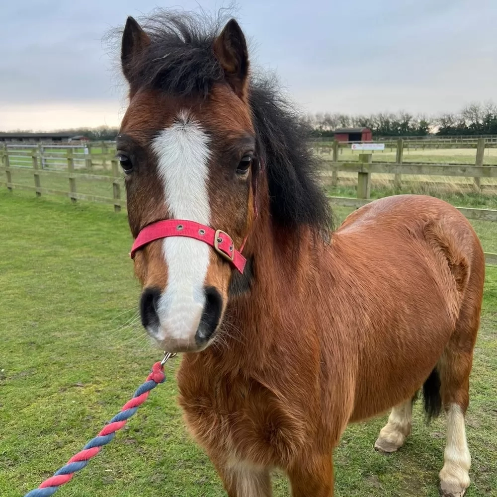 Bay Pony 