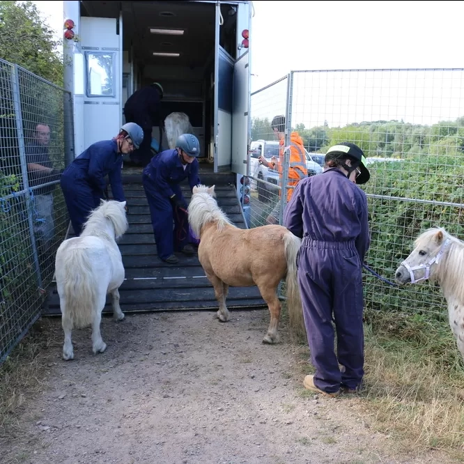 Three Redwings team members are leading three Shetland ponies onto the ramp of a horsebox