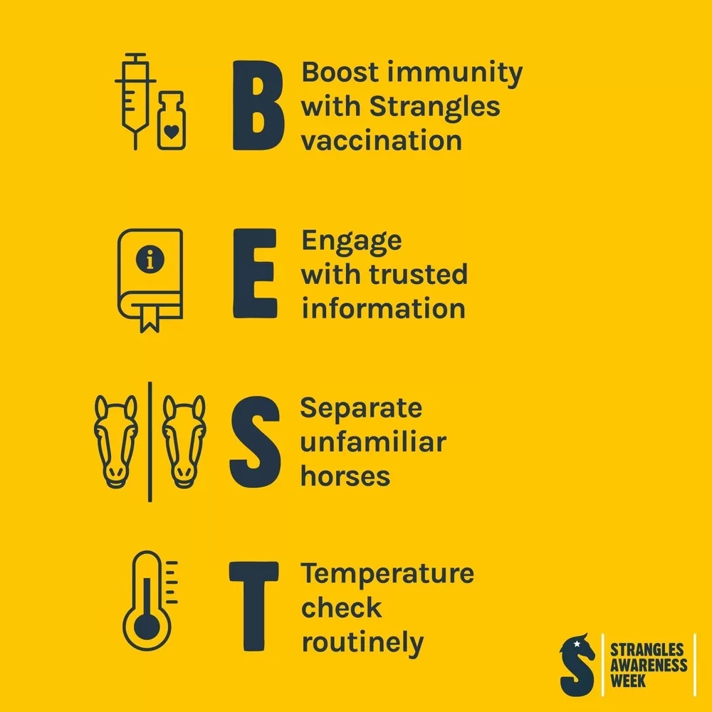 An infographic showing the BEST actions to protect horses from Strangles