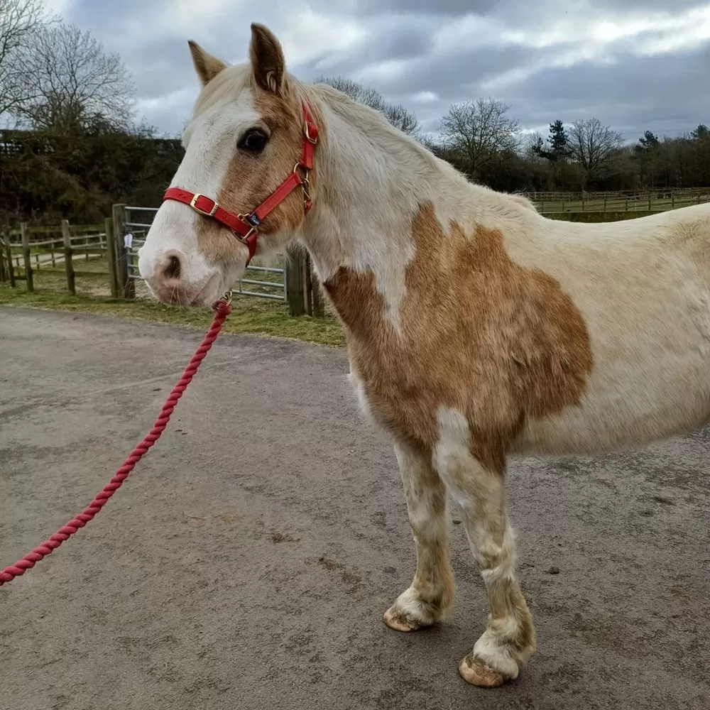 Skewbald pony