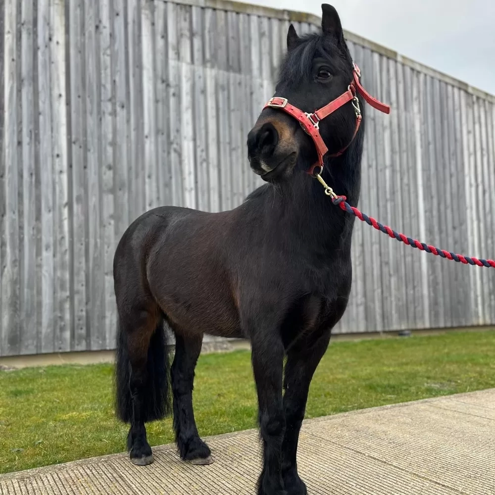 Dark bay pony