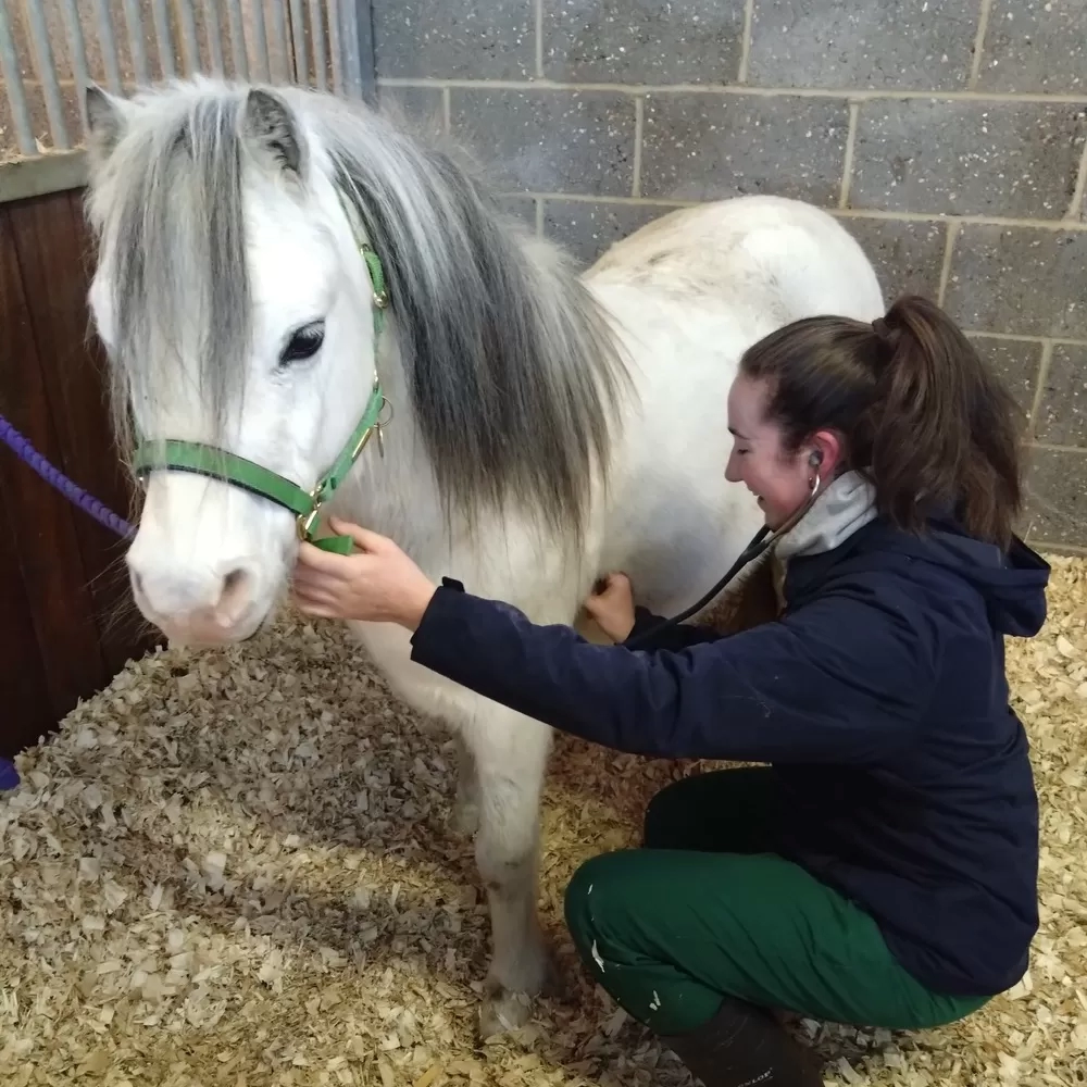 Redwings Zeus helping patients