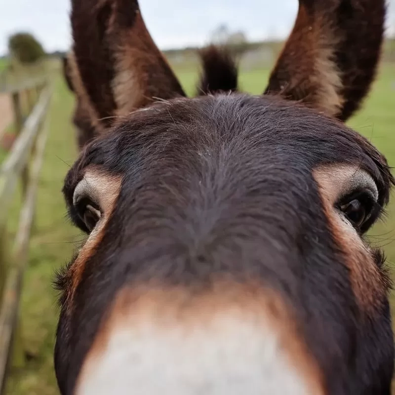 Donkey's nose
