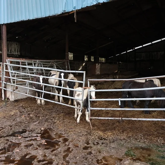 A photo of horses behind a gate, inside a barn, with rotting bedding beneath them.