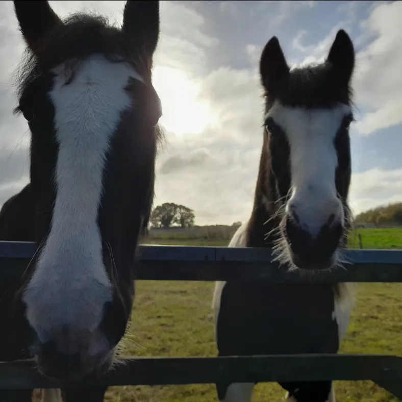 Photo of two ponies looking at the camera, Rupert (left) and Boris (right).