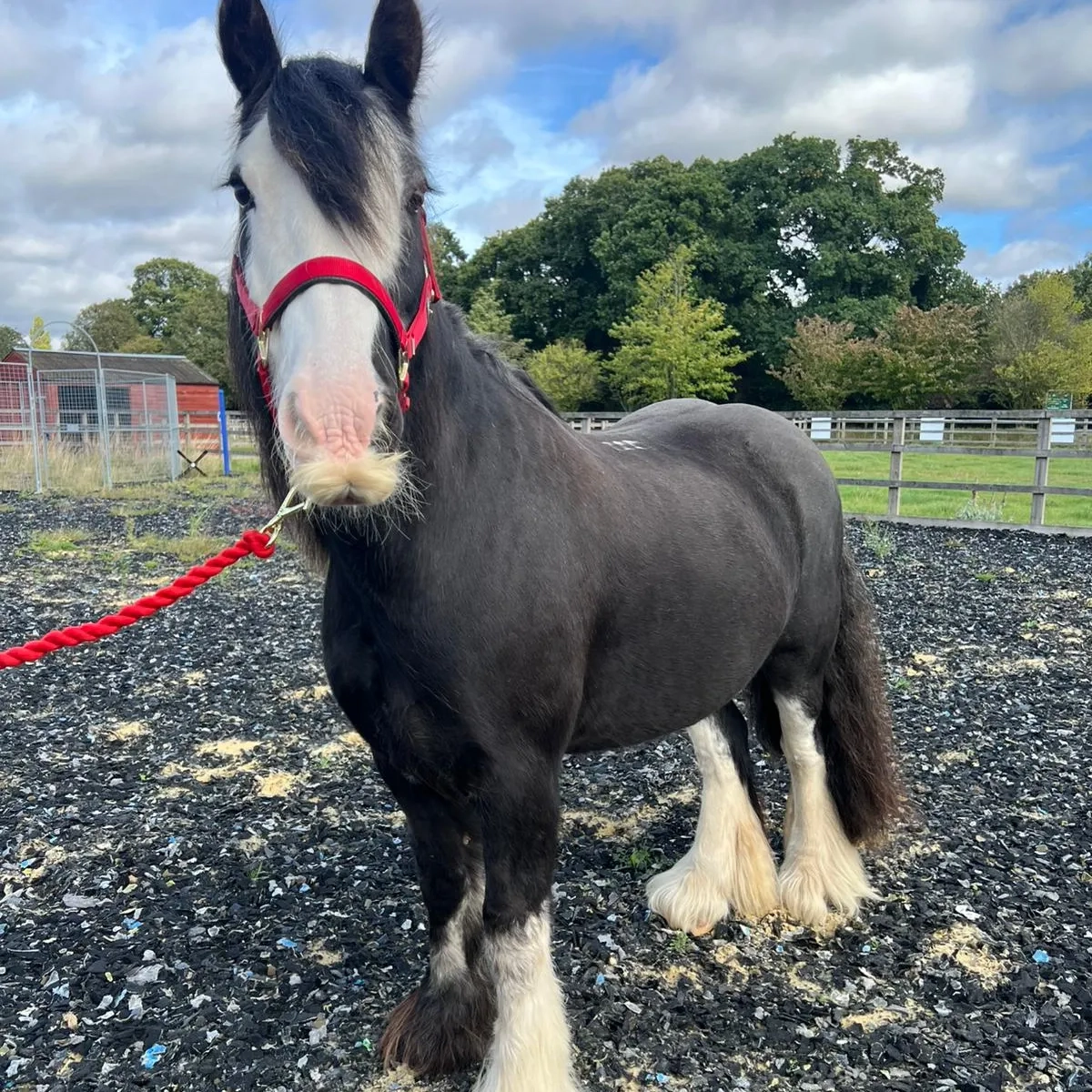 Black cob pony