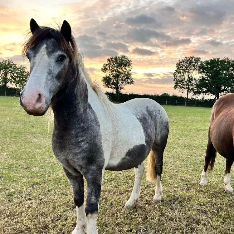 Two ponies standing together facing the camera