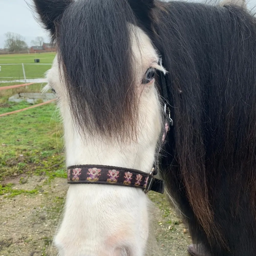 Black pony with white face