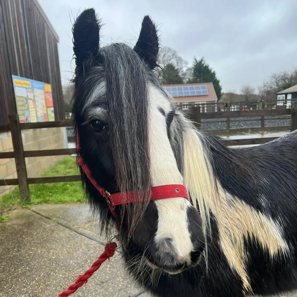 Fluffy ears, long lashes, piebald mare