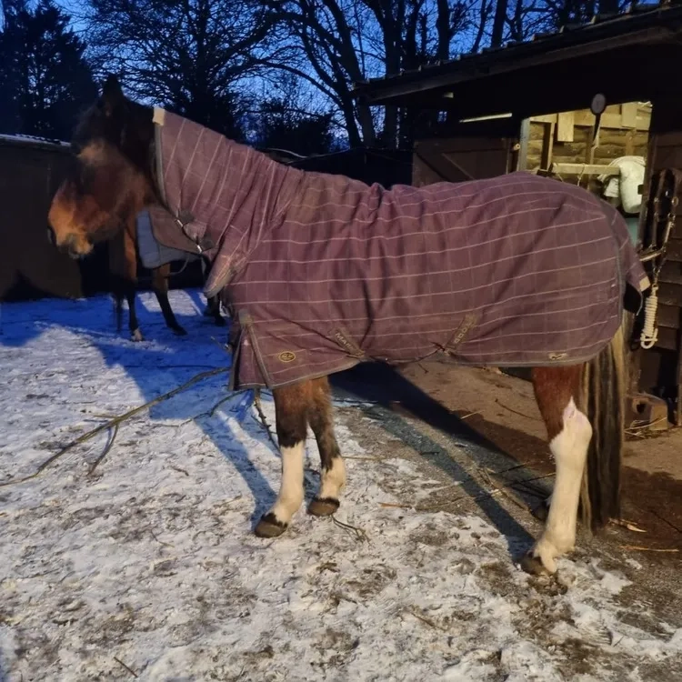 Rugged, Trotter, white socks