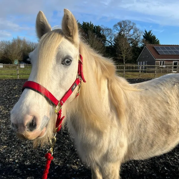 Mare, grey, big blue eyes
