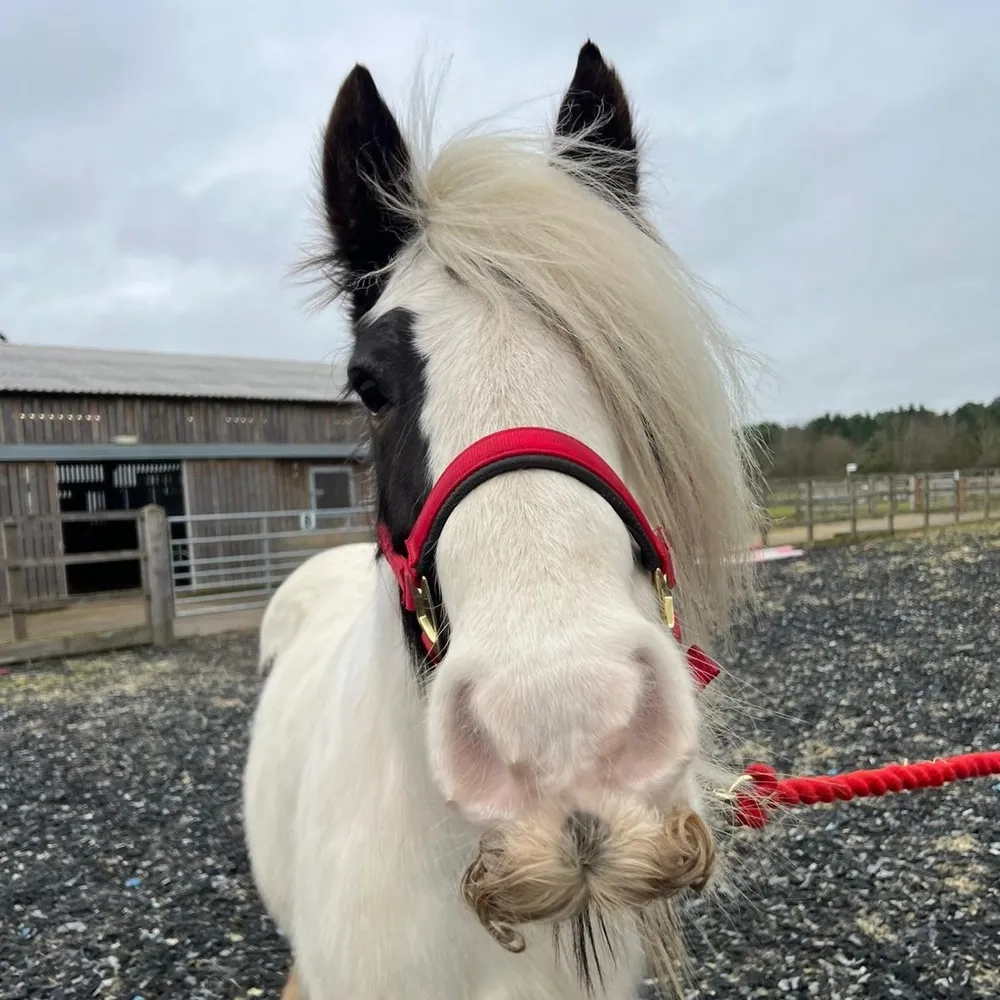Thick moustache, brown ears, skewbald mare
