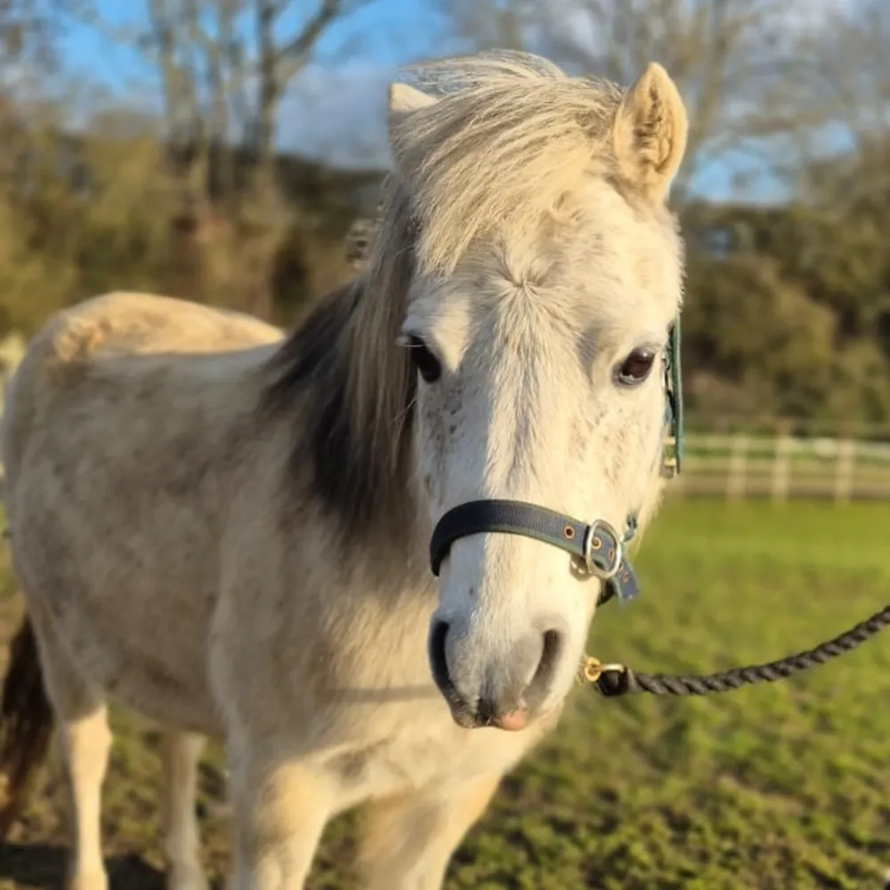 Grey fluffy gelding pony