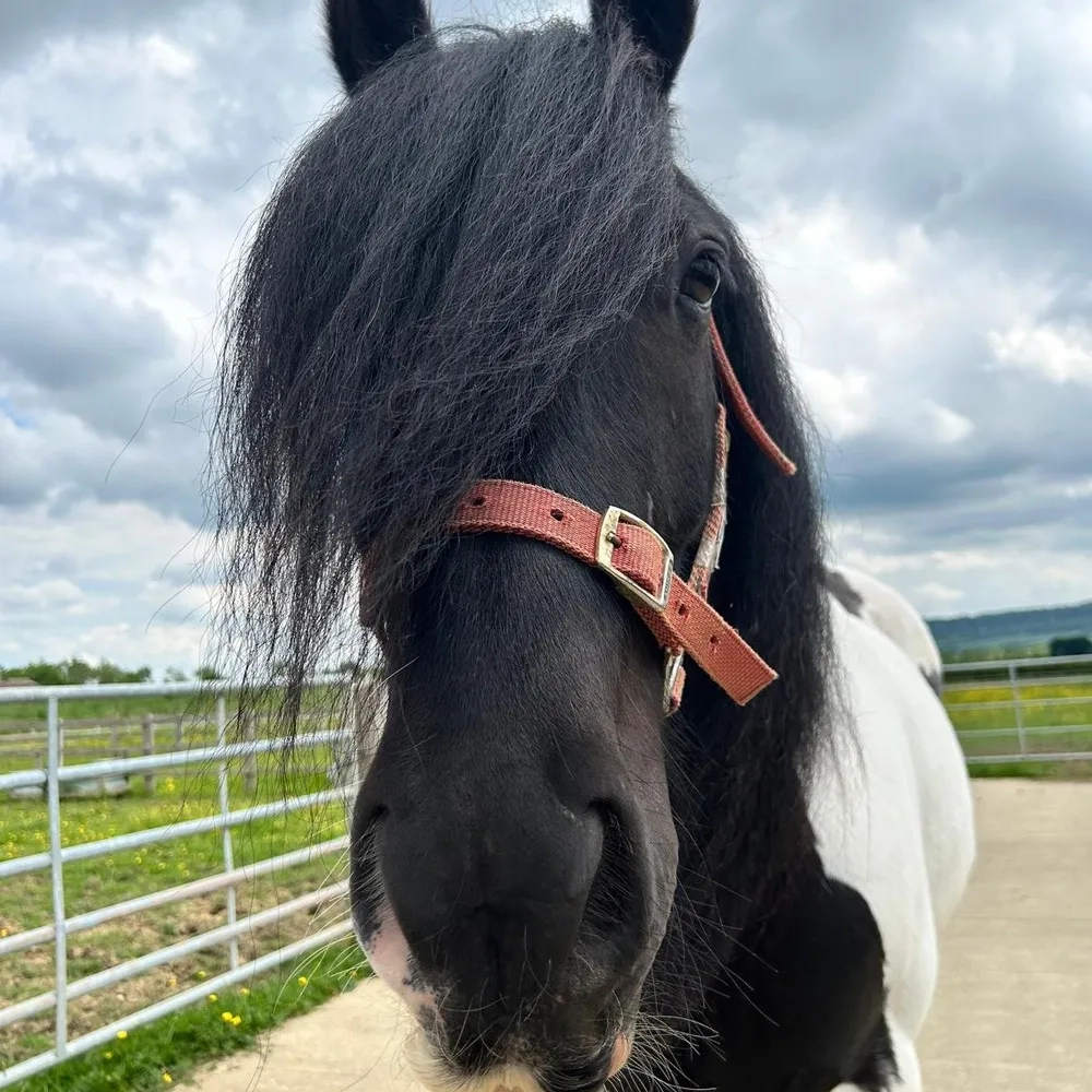 Piebald Cob 