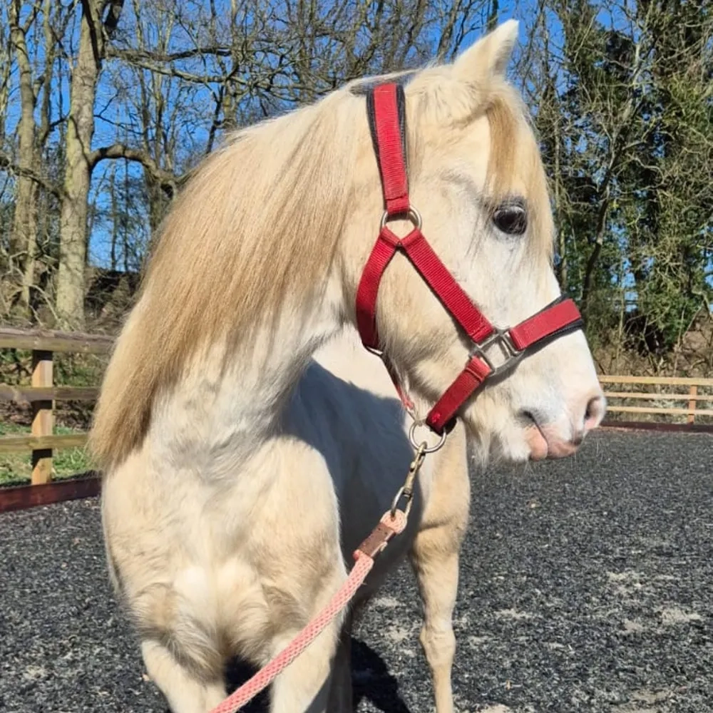 grey pony