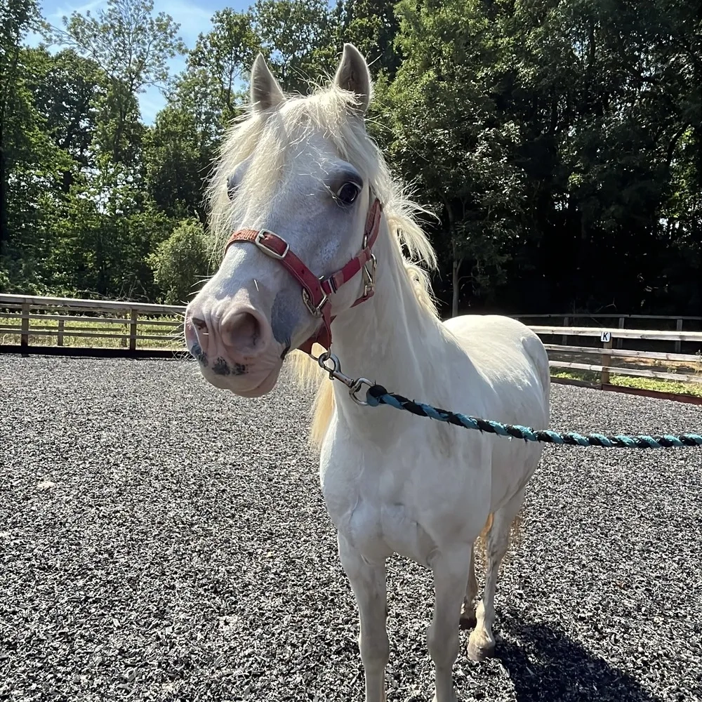 Grey pony