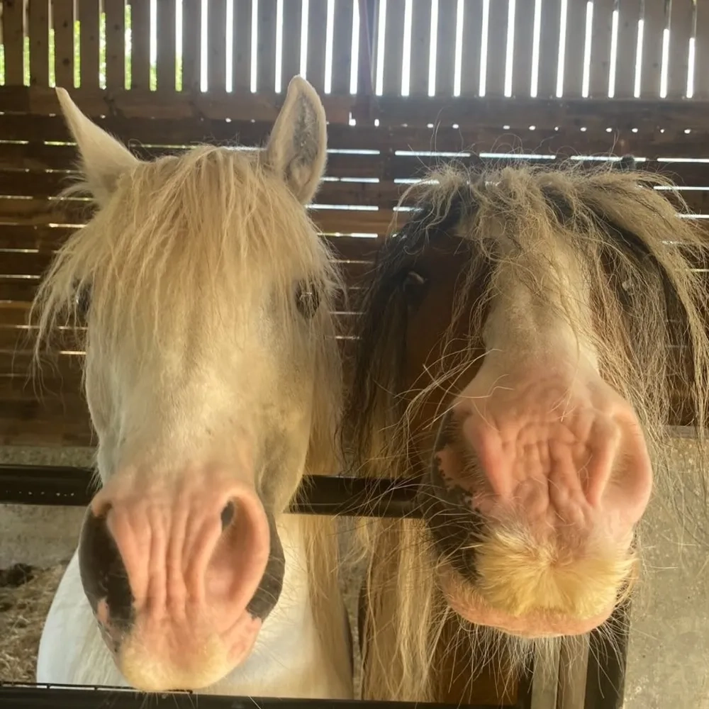 Two Redwings Ponies