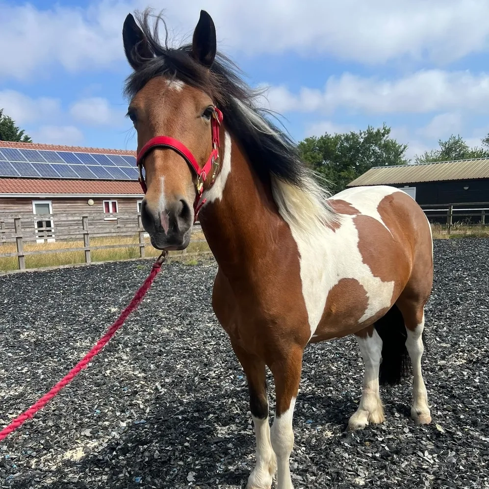 Skewbald pony