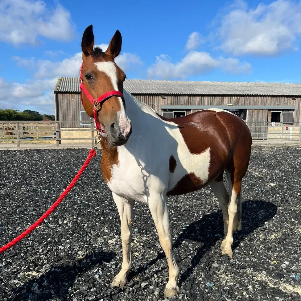 Coloured Horse