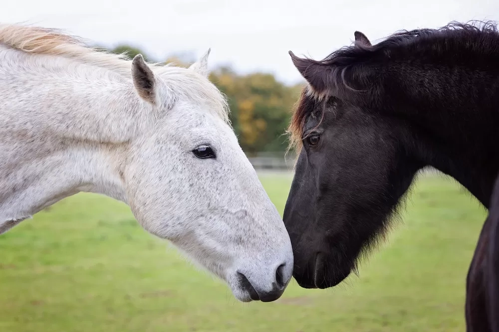 Two horses touching noses