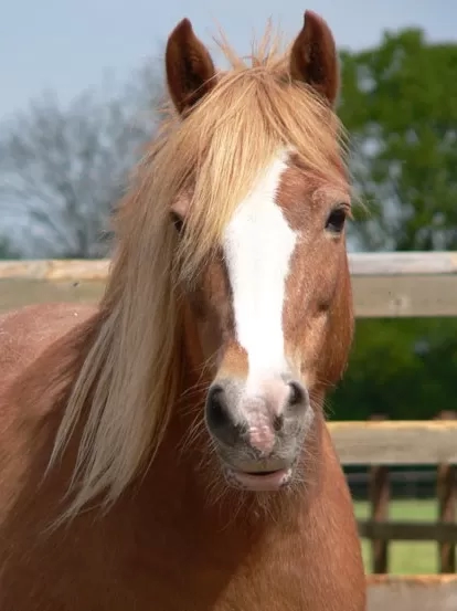 Adoption: Photo of Dolly