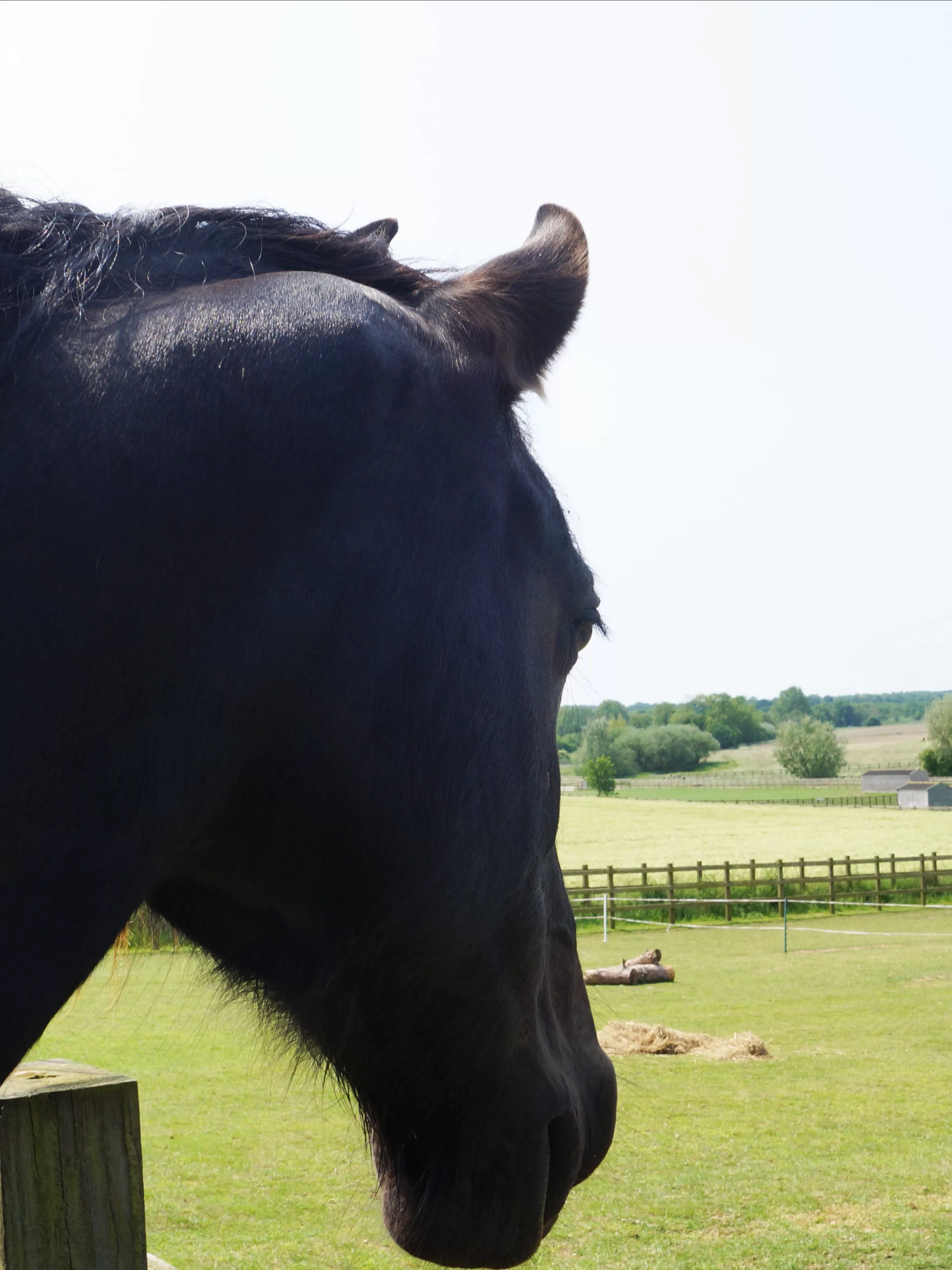 A horse looks over the paddocks at Redwings Aylsham.