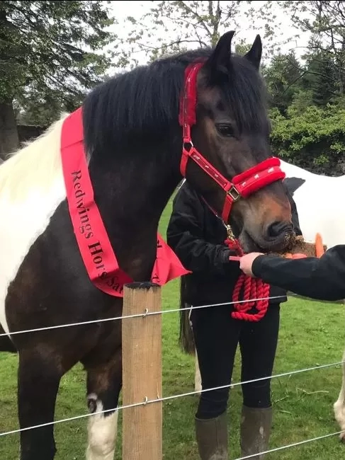 Brown and white pony Gibson enjoys a horse-friendly birthday cake with his friend, fellow brown and white pony Ellie-Mae in their paddock at Redwings Mountains.