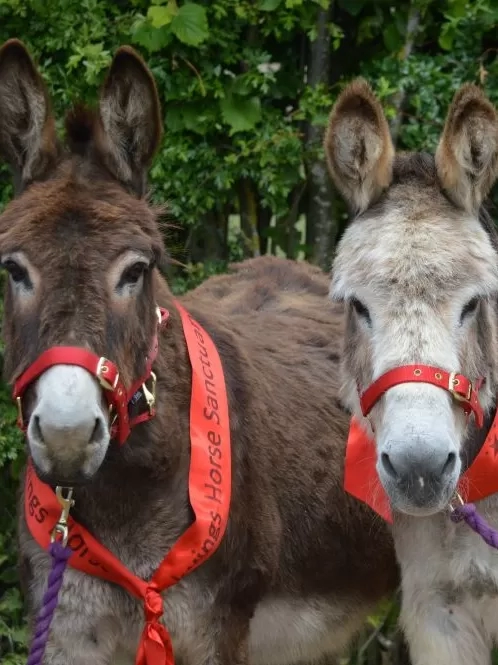 A brown donkey called Wiggins and a brown and white donkey Wacko stand next to each other, wearing red birthday sashes.