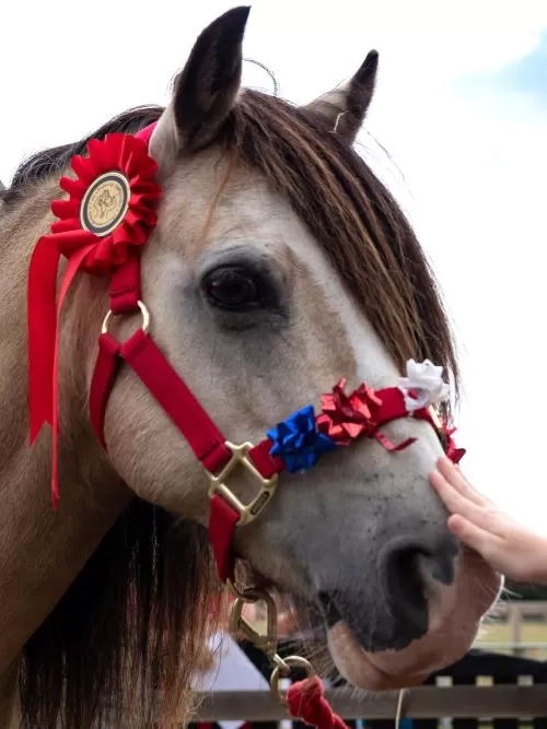 Adoption Star pony Elvis wears a red collar decorated with a rosette and stars, and is enjoying a stroke from a member of the public.