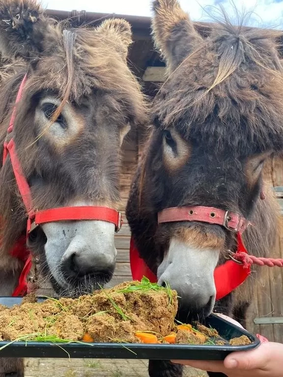 Donkey Arya enjoys a donkey-friendly birthday cake with her friend, fellow donkey Merlin.