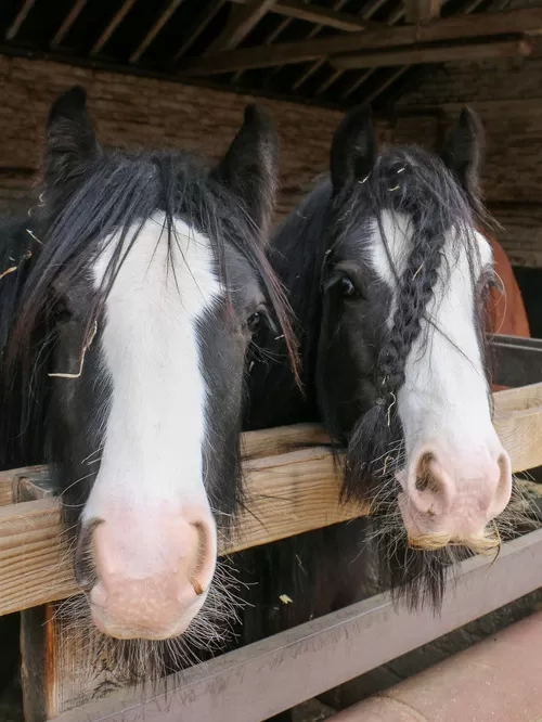 Two ponies looking over a stable door