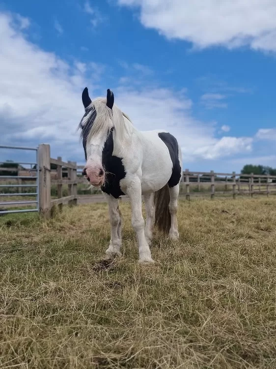 Harley at Redwings Aylsham