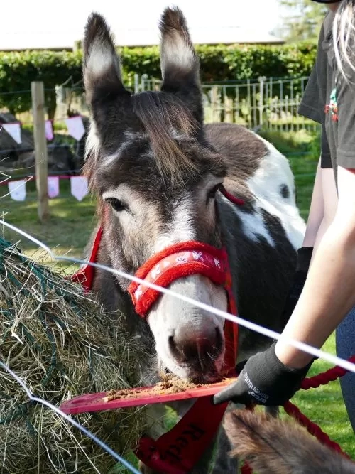 A brown and white donkey enjoys a donkey-friendly cake in her paddock.