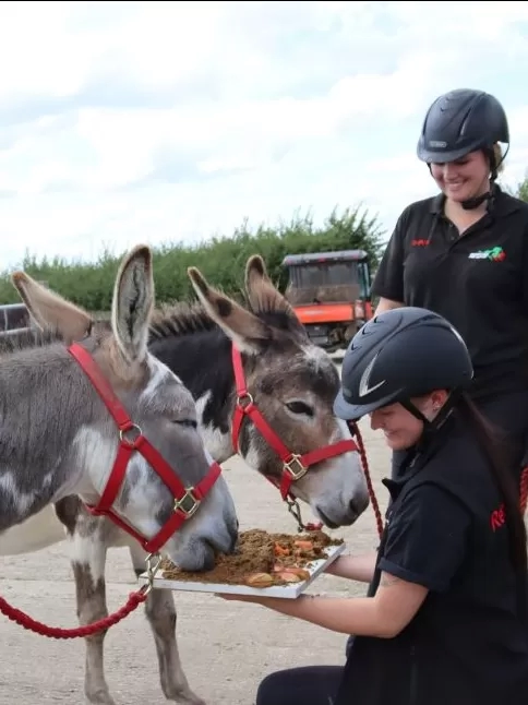 Two donkeys enjoy a donkey-friendly birthday cake while being watched on by their carers.