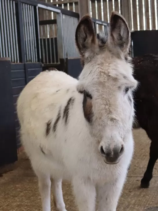 A white donkey with brown spots stands looking at the camera with stables in the background.